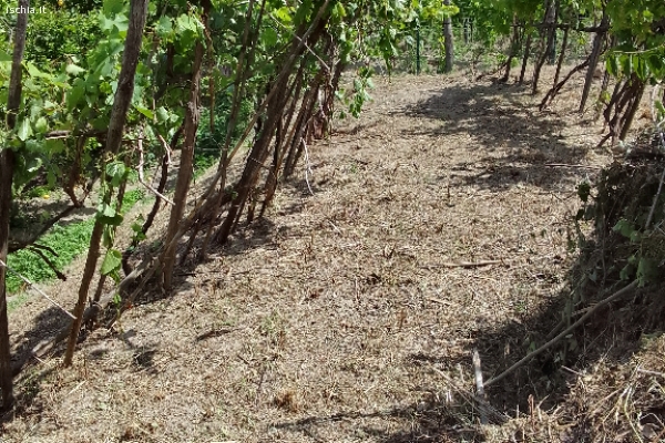 Vendo terreni e casellino rurale